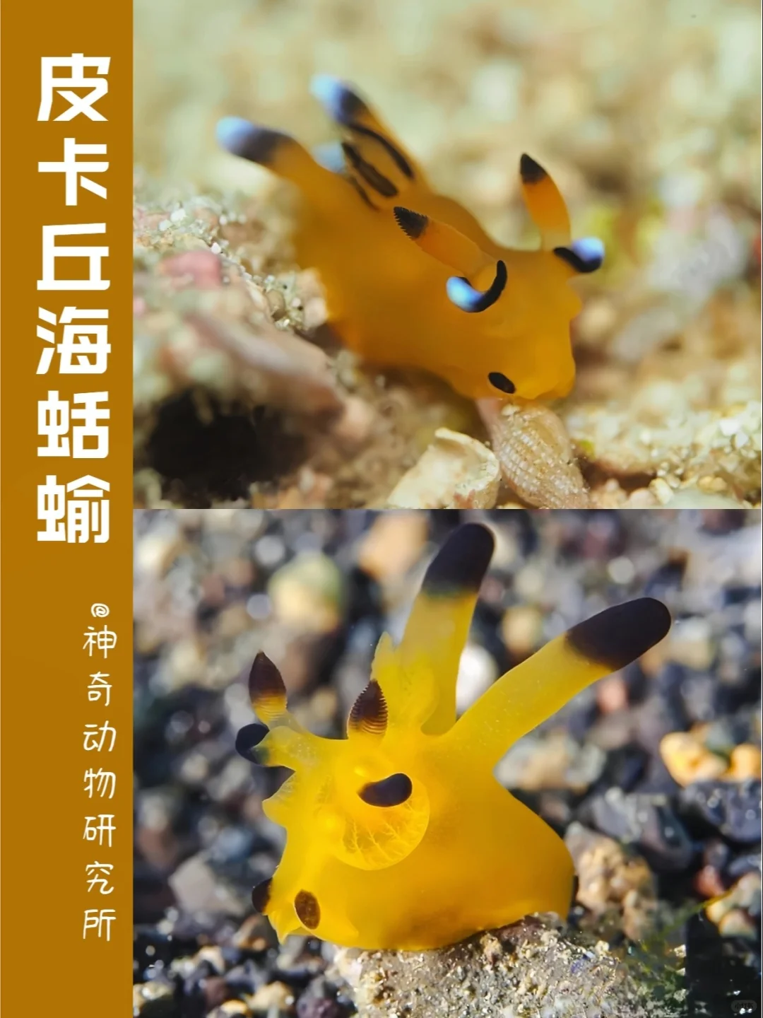 每天了解一种趣味动物👀皮卡丘海蛞蝓