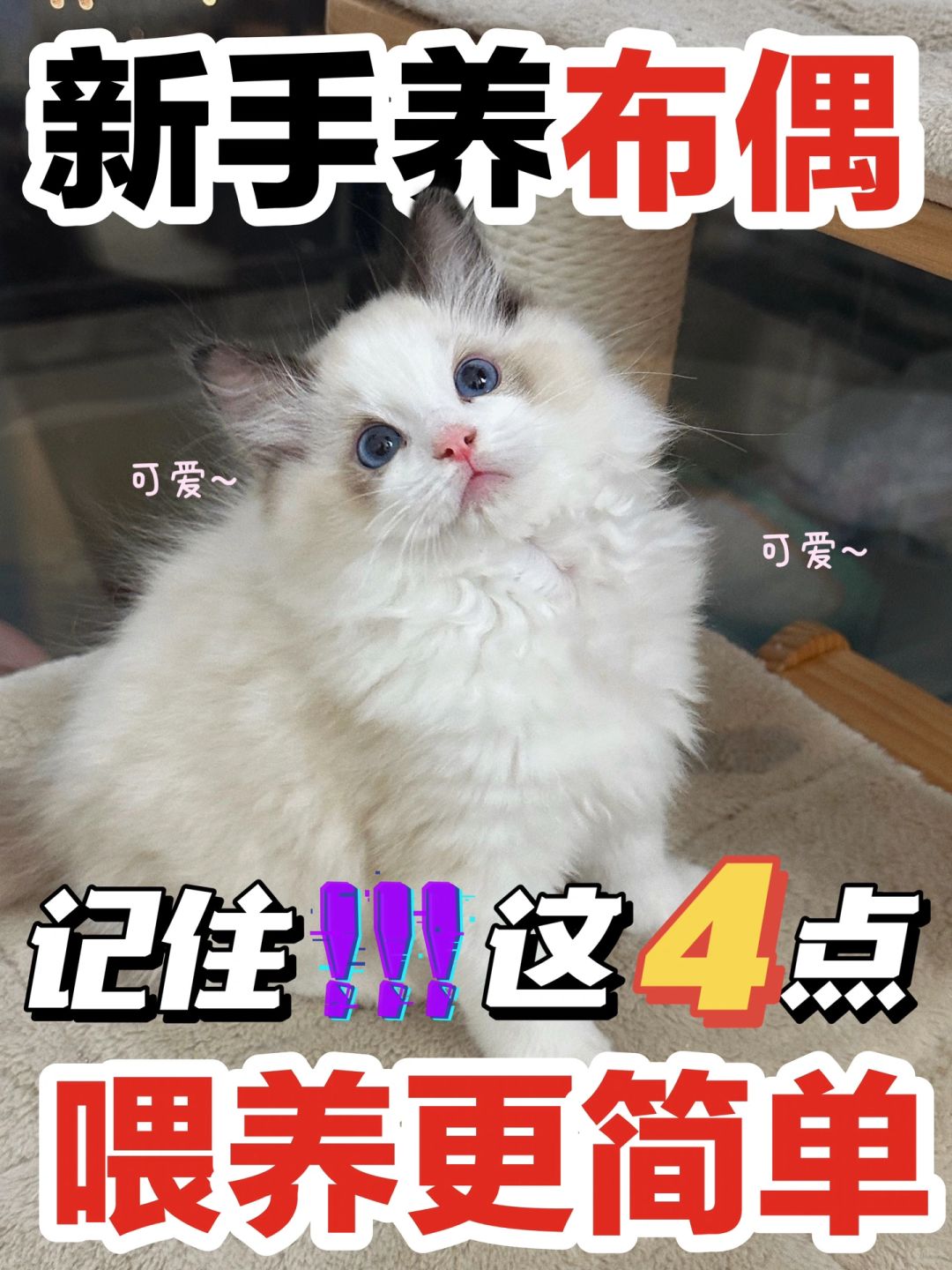 养好布偶真不难！记住这4点！你也可以！