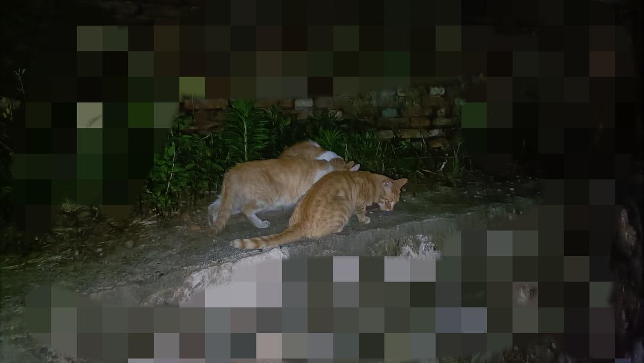 一路上被好几只落单流浪猫拦住要吃的，到达投喂点看到保鲜饭盒还在，我就安心了，把脏