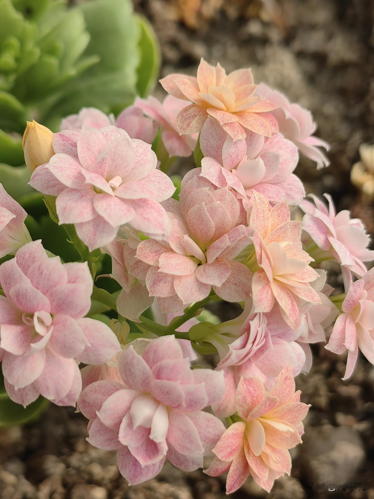 年货不用多贵，图的就是个热闹和心意：春联福字贴上门，糖果瓜子摆上桌，腊肉香肠晒得