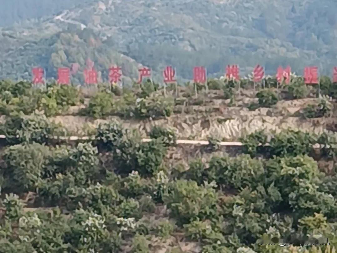 发展油茶产业，点亮乡村振兴之光
 在商城县南40公里处长竹园乡白沙岭万亩野生油茶