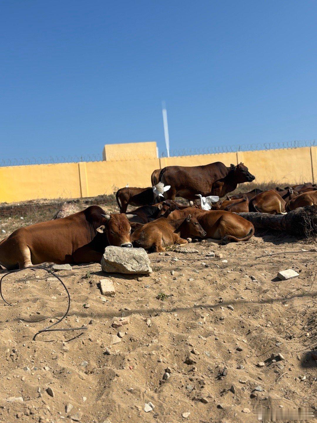 牛有很多，都在卧着，商品，股票都有 