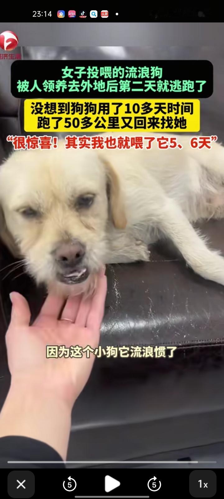 10月24日，新乡市原阳县。女子发视频称，自己投喂流浪狗，被人领养去外地后，第二