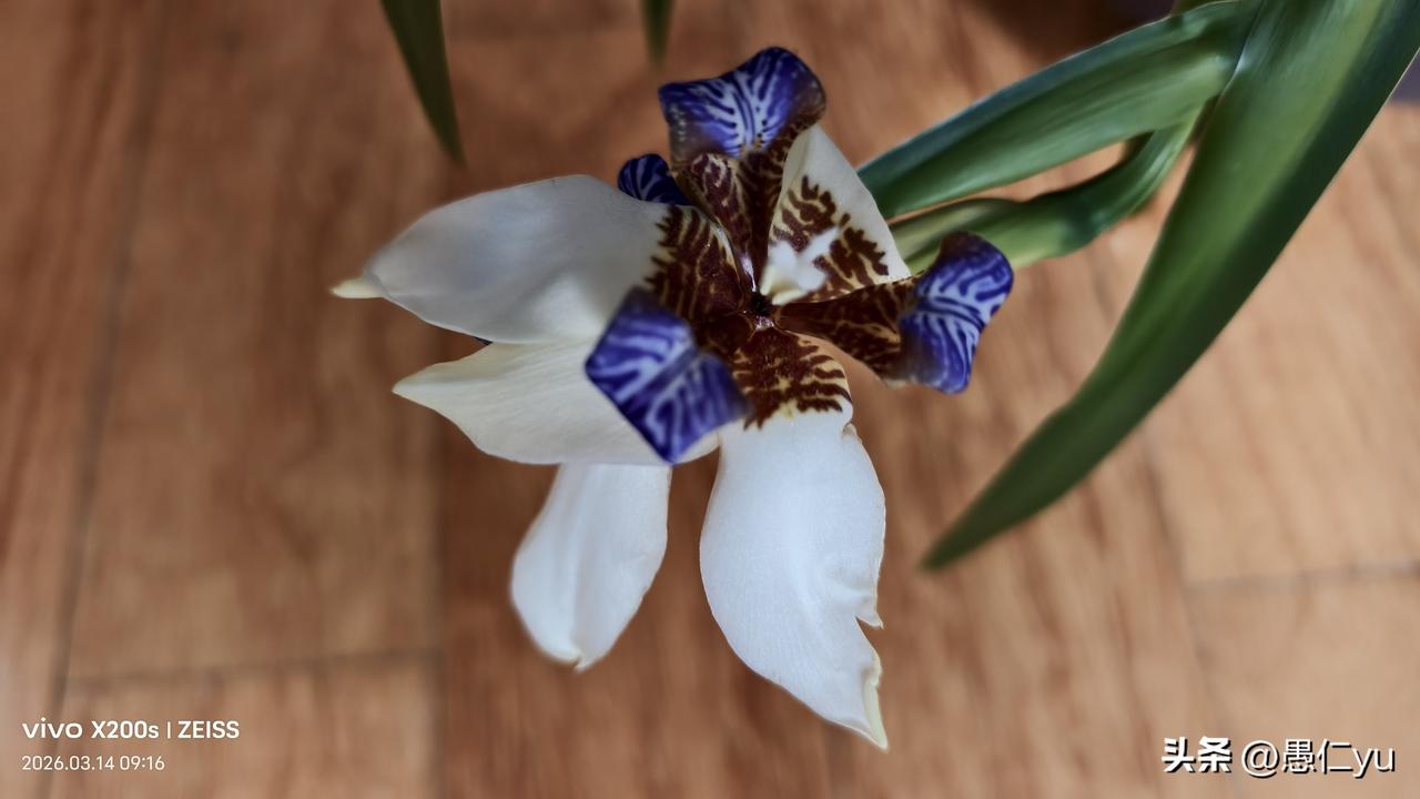 兰花香气清幽，花色淡雅，被誉为 “花中君子”，象征着高洁、典雅的品质。体现一种不