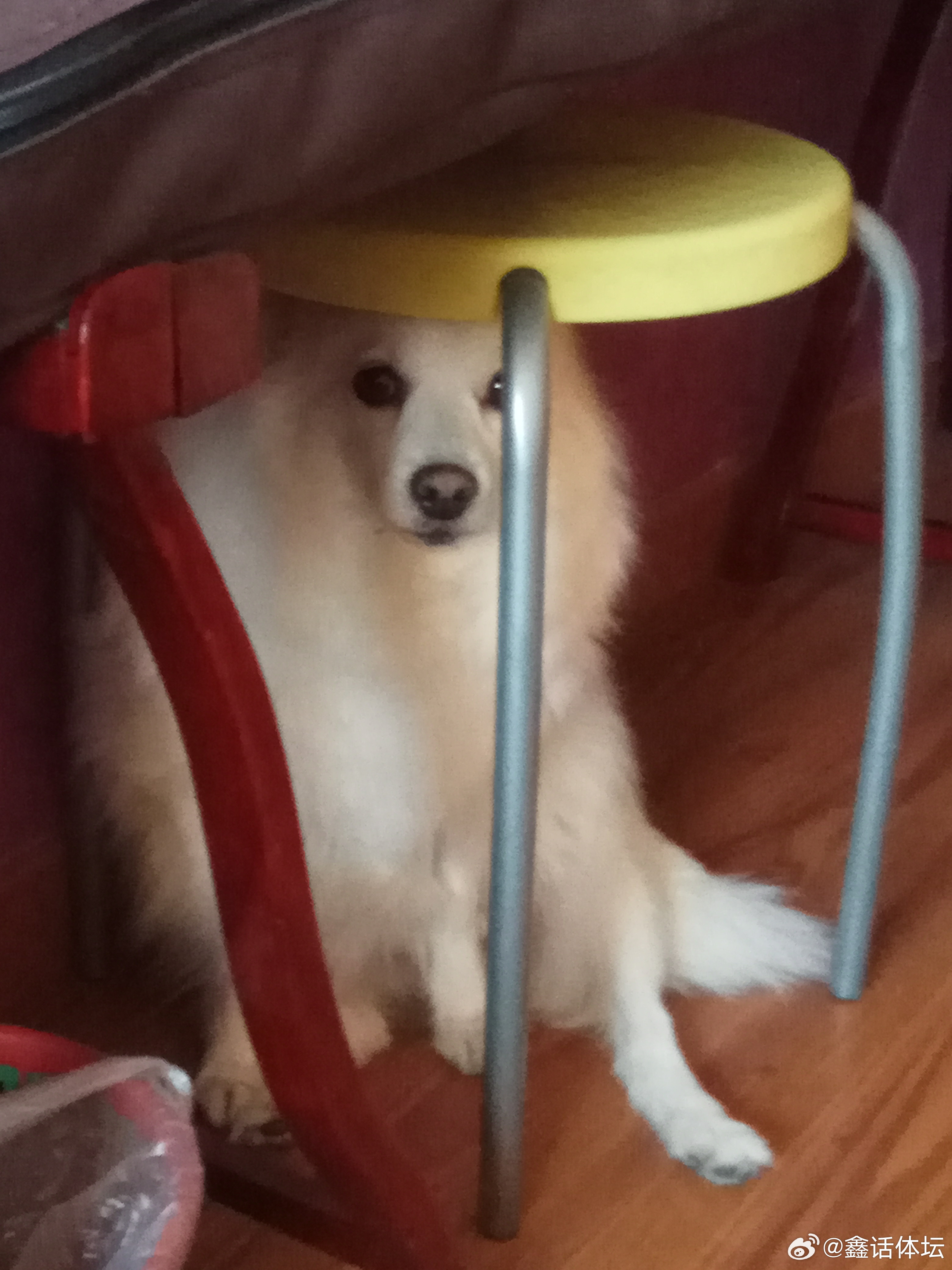 好想你啊UU萌宠狗狗 陪伴了17年的爱犬离开了我们已经两个月了心情一直不是很舒服