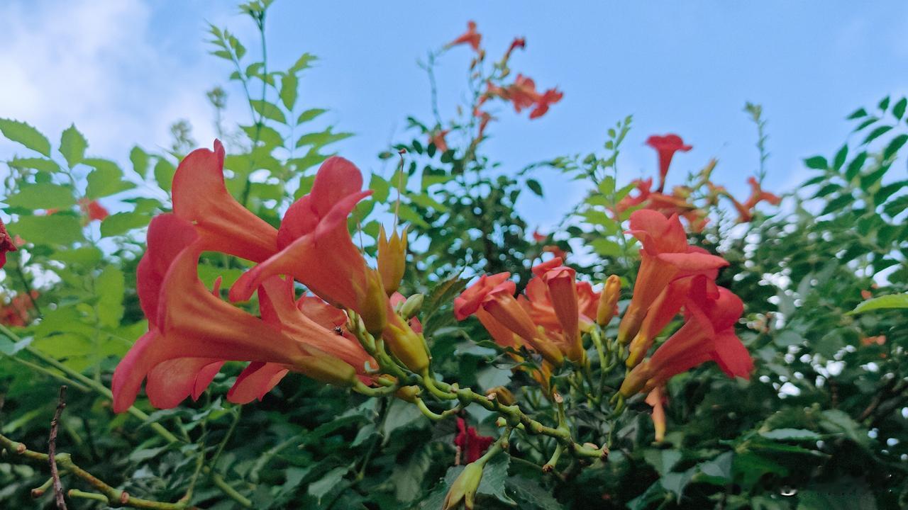 凌霄花的别名在古籍和各地民间都有不同的叫法。
1、典籍雅称：紫葳、陵苕、苕华、陵