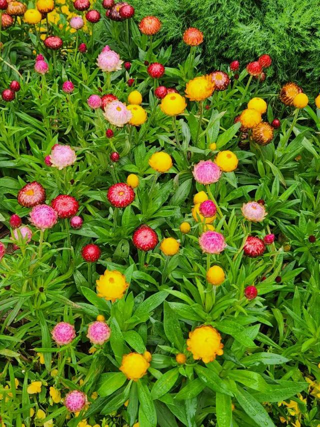 这是什么花？不但象有油画之感的天然“工艺品”，更象似夜空中闪烁的繁星。
听人们说