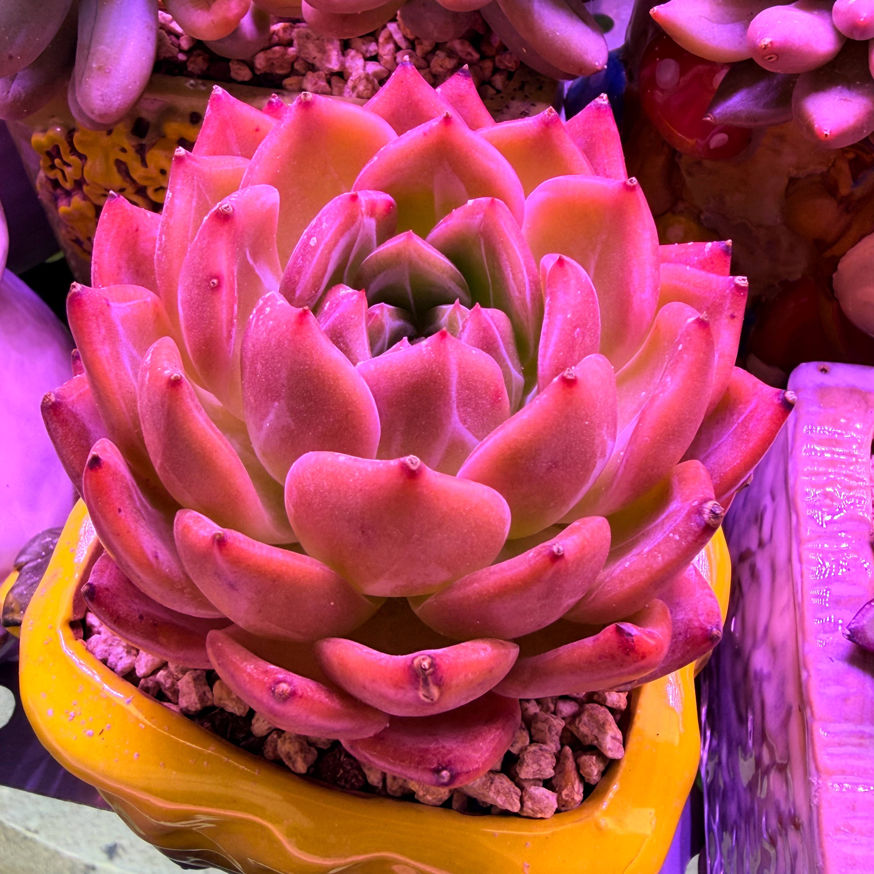 最近阴雨天多肉状态还可以 