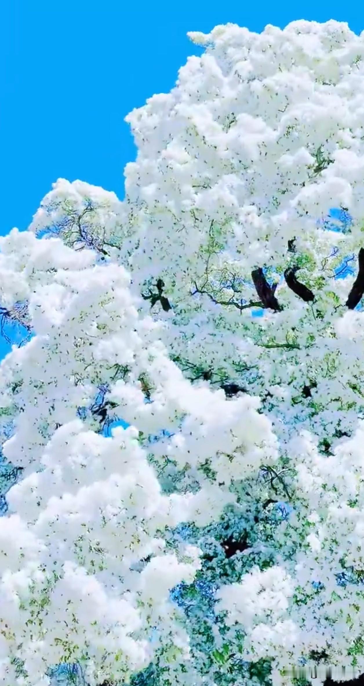 抬头撞见一整个春天的雪，满树流苏花像把云朵揉碎了挂在枝头，风一吹，连空气都裹着温