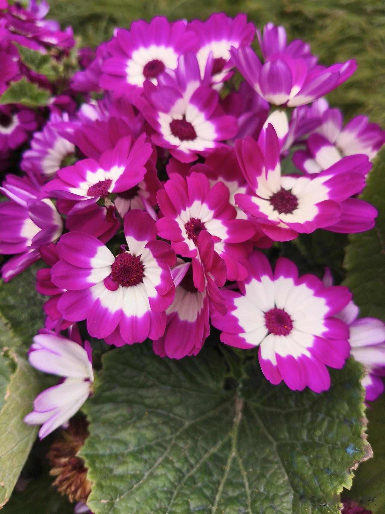 记录我的2026春天的好心情就是大自然给予的！