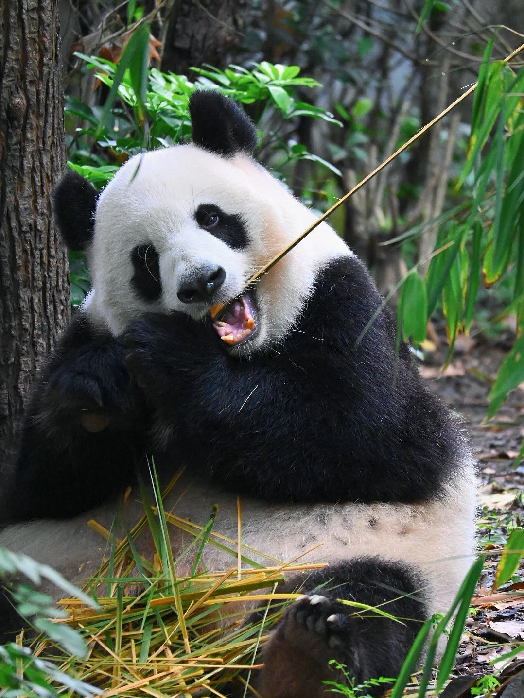 漂亮的妮妮