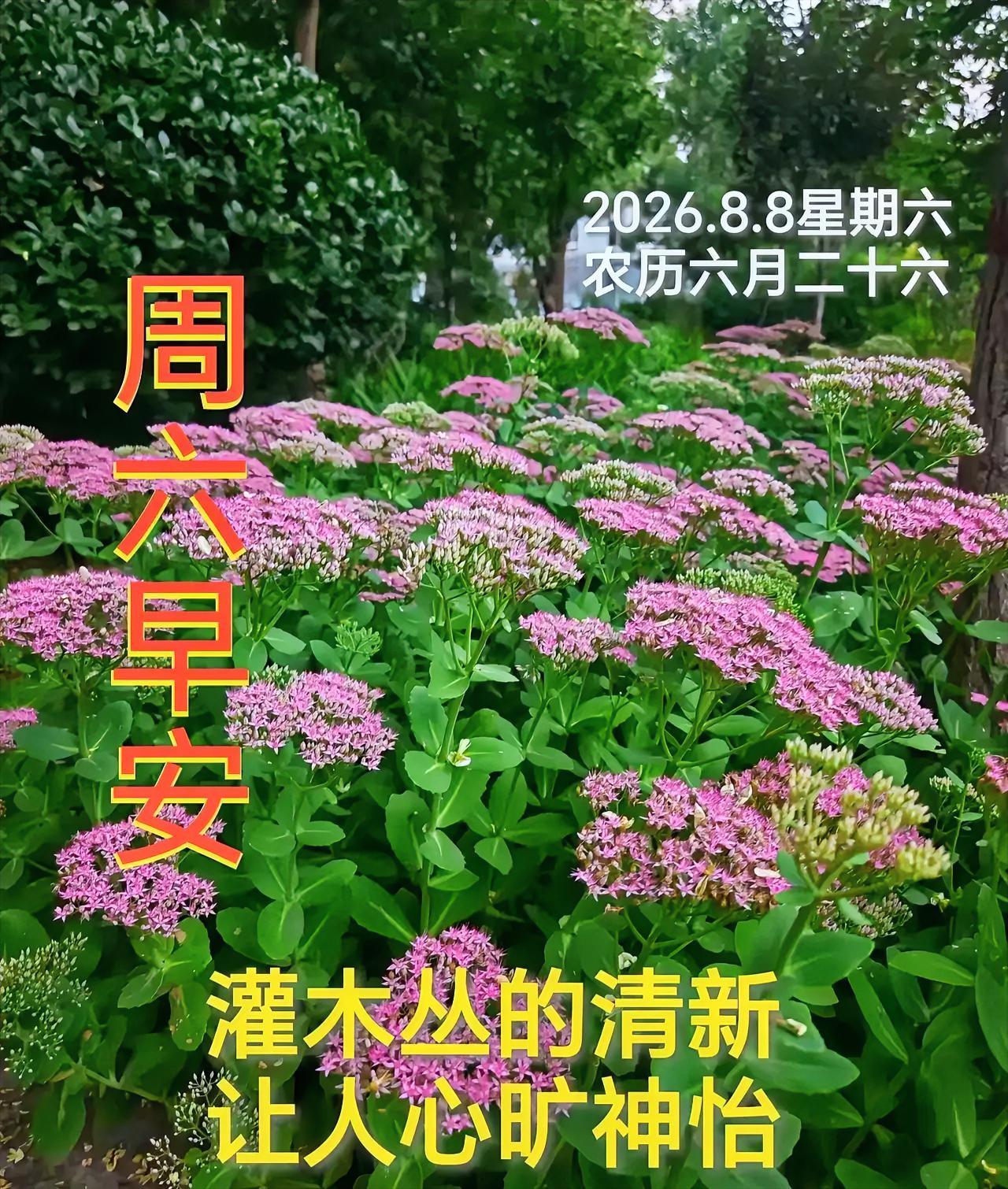 周六早安！粉色花海治愈感十足，深吸灌木丛的清新空气，将其尽数纳入心底，元气满满开