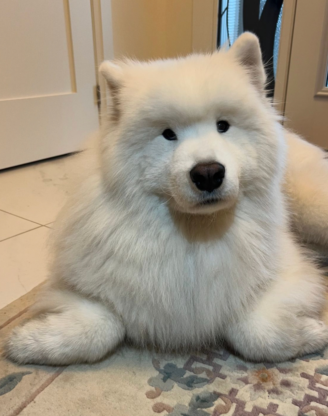 正在cos海豹的萨摩耶 ​​​