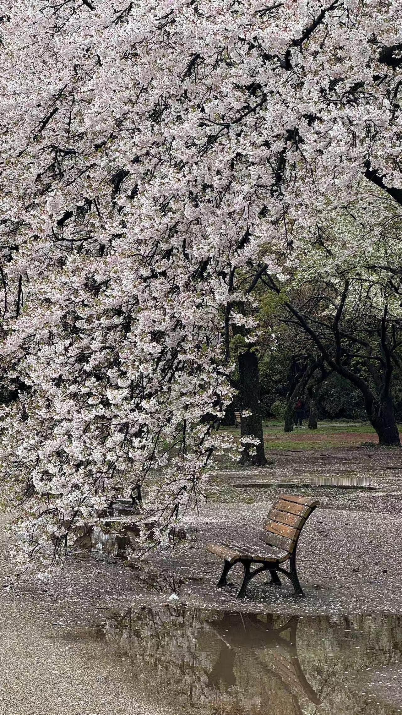 樱花蕴春暖，山海寄深情

3月23日星期一，女儿专门从广州赶回成都，陪同我做手术