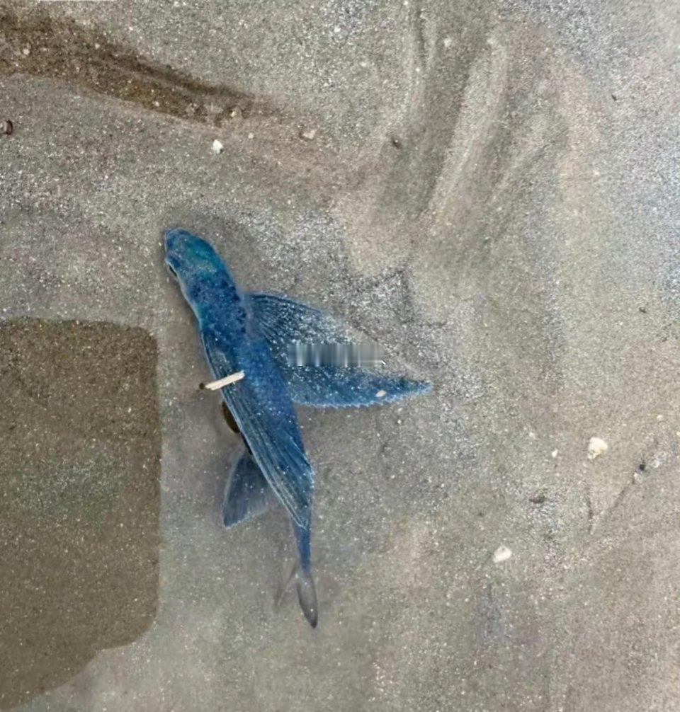 和闺蜜一起去大梅沙看到的，这是什么鱼？ ​​​