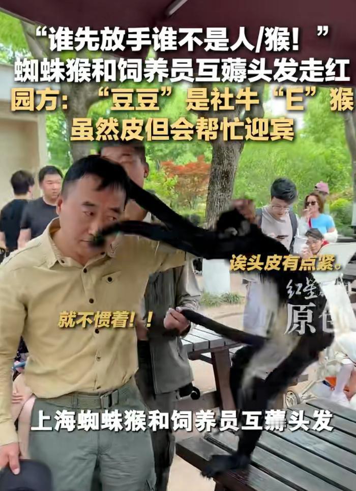 “太有爱了吧！”上海野生动物园一只蜘蛛猴和饲养员，在草坪边上展开了一场没有裁判的