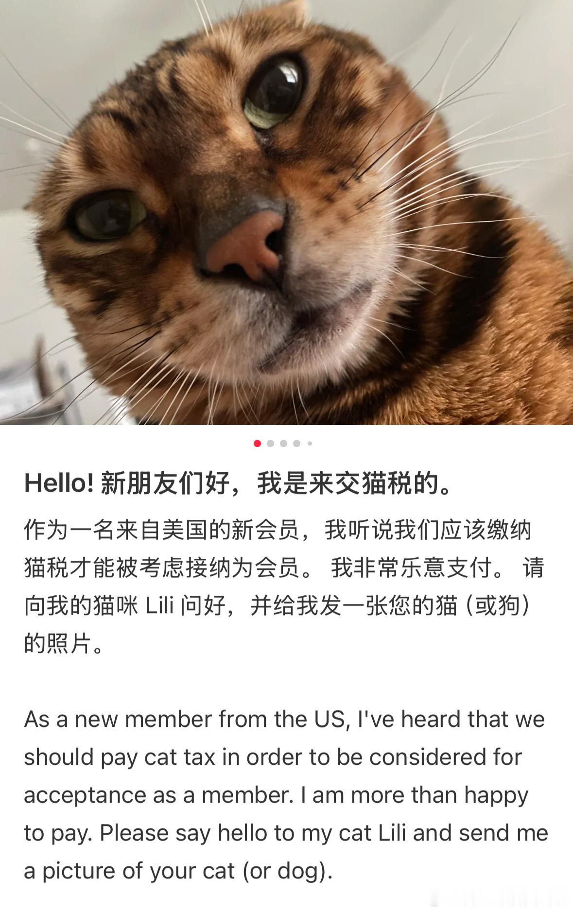 美国网友涌入小红书交猫税 半天了一句英语没学会，一上午都在cute cute c