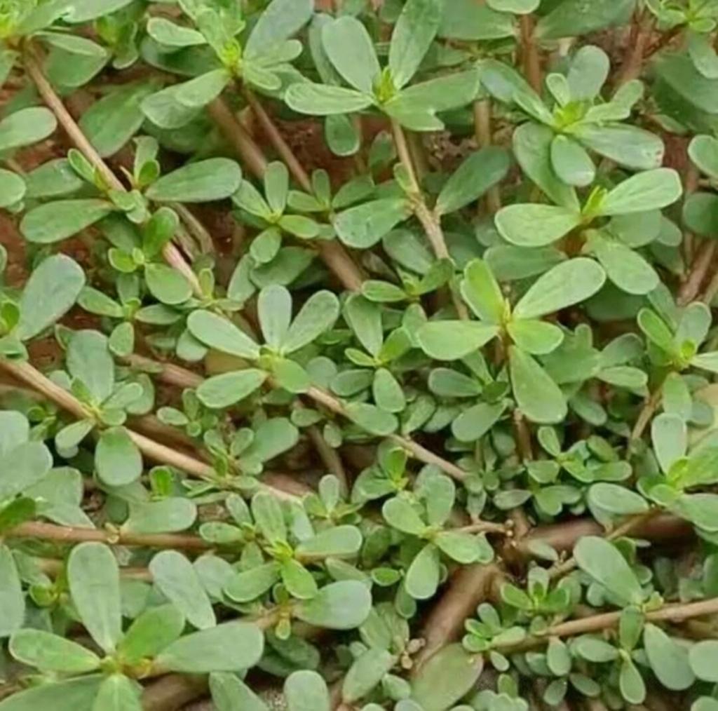 曾经喂猪的现在抢着吃