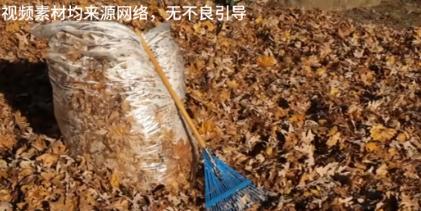 落叶竟然也是重要的战略物资，日本曾经向我国购买落叶，一吨2000元，专家：多少钱