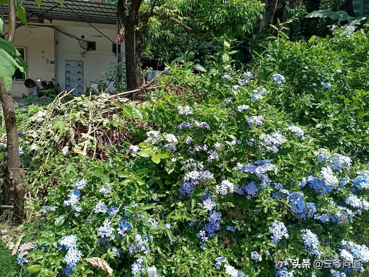 新加坡人均GDP是9.07万美元，而香港仅为5.41万美元，相差非常大，新加坡比