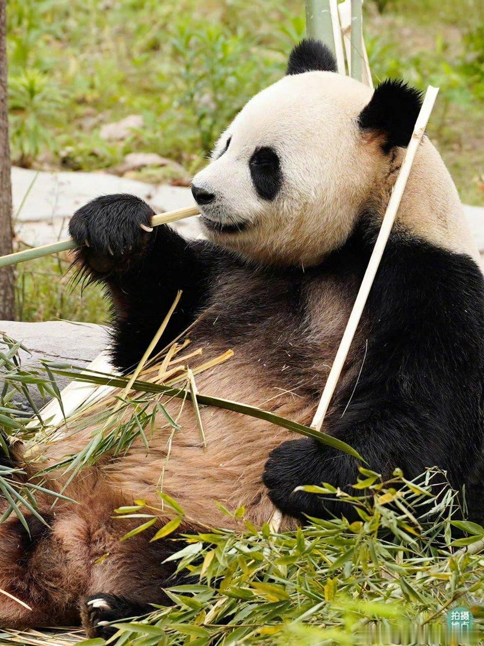 熊猫守护者 看熊猫独自安坐啃竹子忽然释怀，不用刻意倾诉，不用炫耀讨好，像小家伙一
