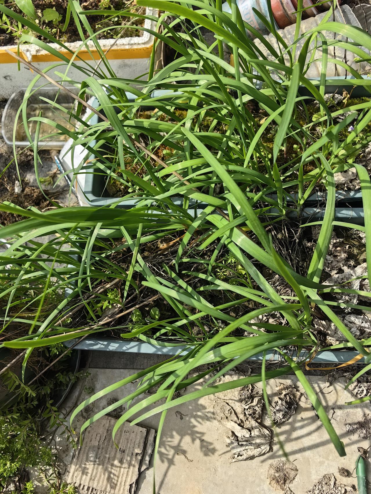 上午把它给摘了，这个韭菜的味道还是蛮浓的。
自己种的东西，嗯抛开心理因素，实际上