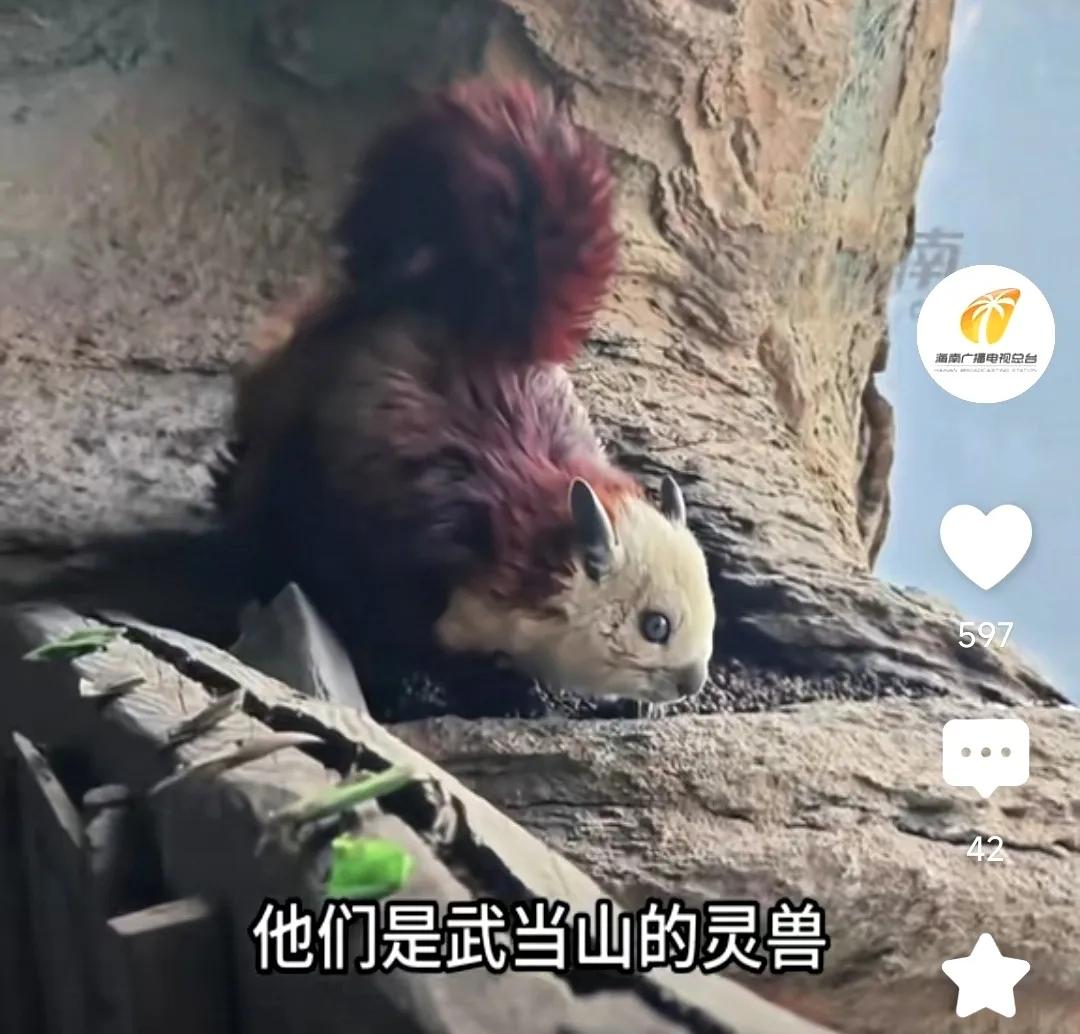 活了大半辈子了，第一次从视频上看到武当山的灵兽飞鼠，生活在悬崖峭壁上，萌萌很可爱