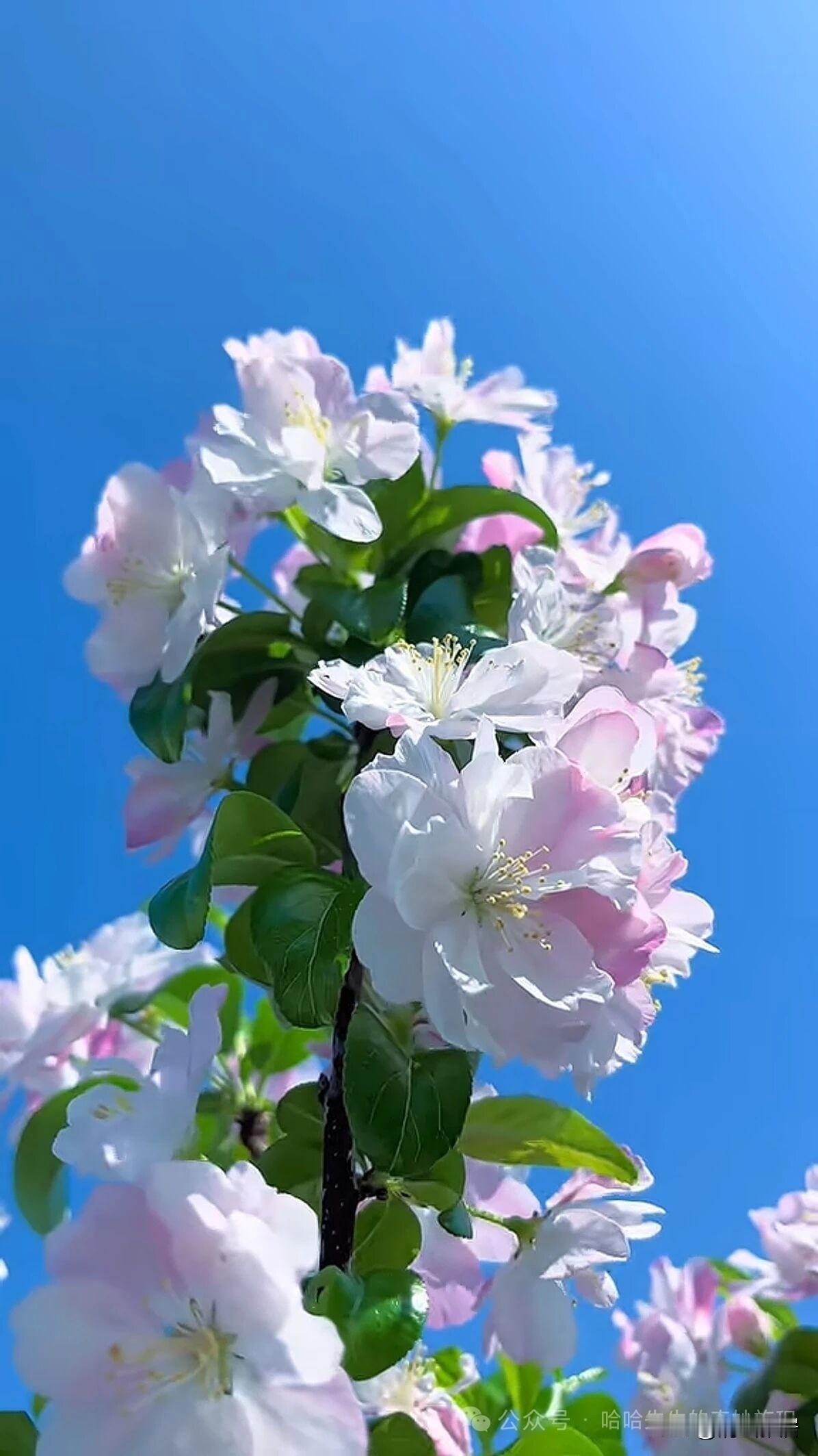 今天周一，新的一周开始了。五点多就起来了，蒸地瓜、煮鸡蛋、煮粥，给父母准备早饭。