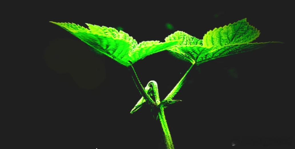 洋洋高锐“荷”你“藕”遇◎走进……红尘寻觅良缘◎梦……一直狂奔心……一直狂跳◎风