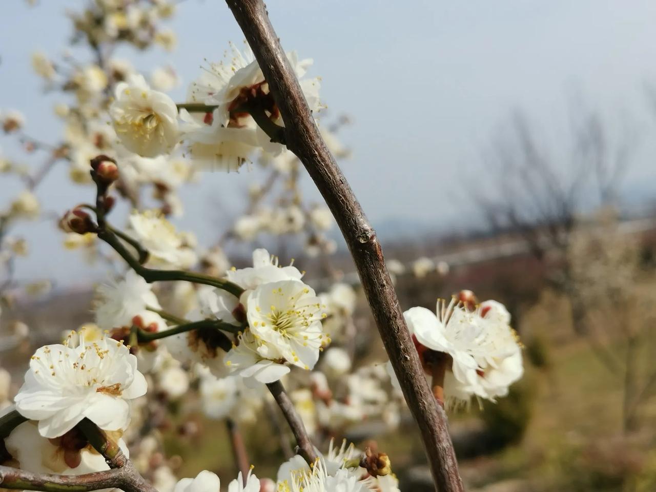 阳湖公园赏梅