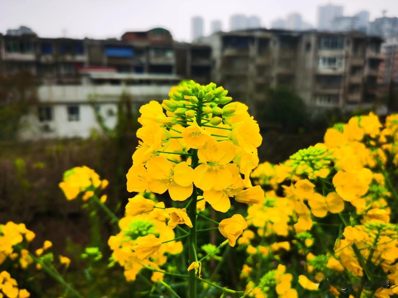 雨中初放的油菜花