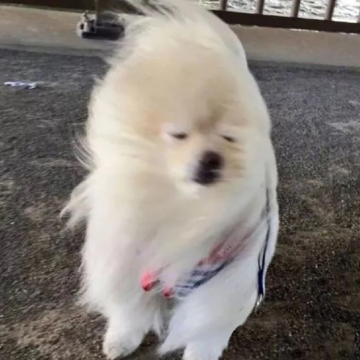 小猪被吹的狗毛乱飞😣😖 