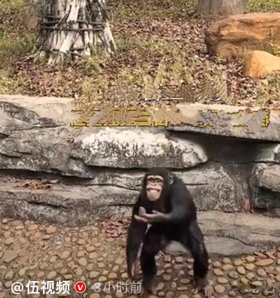 近日，广东一动物园，一猩猩挺有意思，引来了大量游客，可这个猩猩不知道为啥，专门把