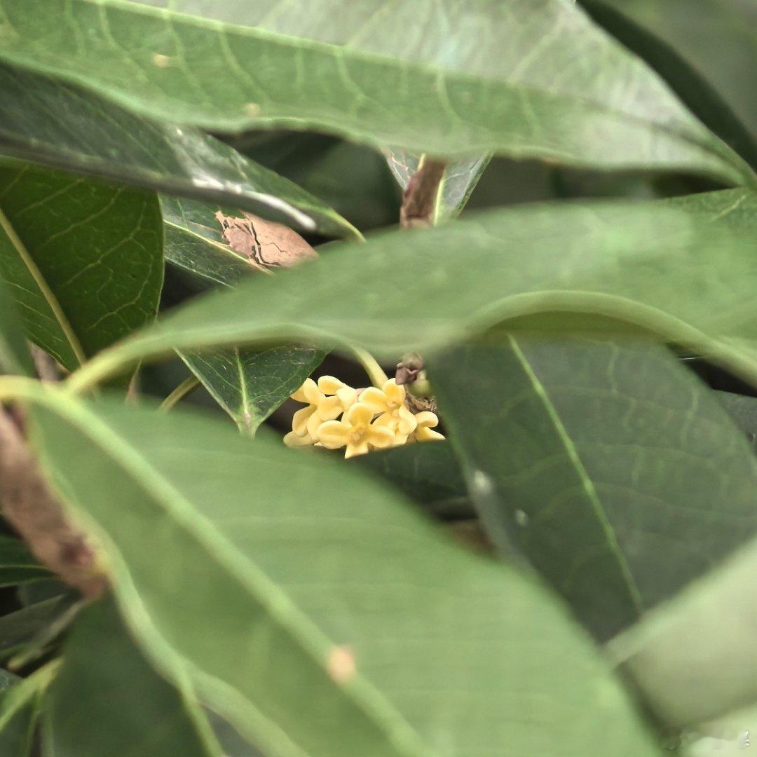 桂花真的开了 ​​​