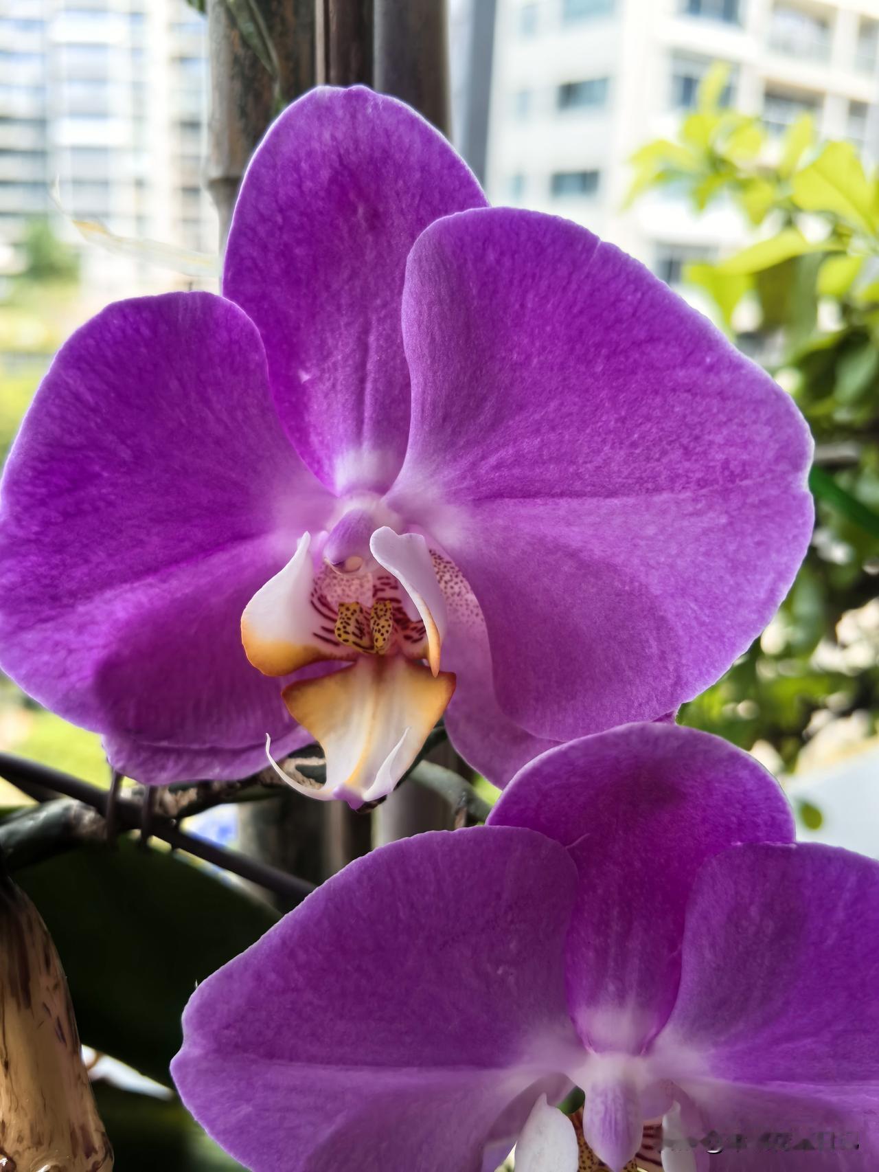 蝴蝶兰
家里养的蝴蝶兰，终于复开花了，看着自己亲手种的又开花，特别开心，与友友们