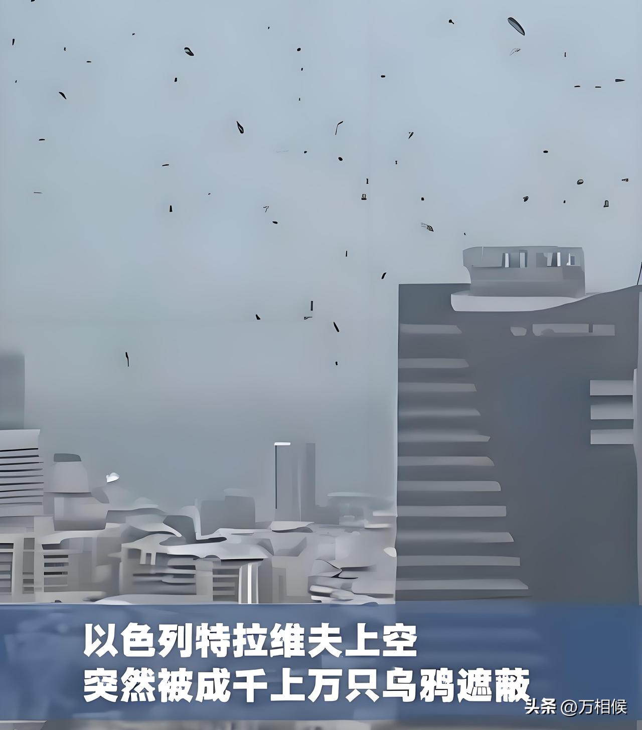 特拉维夫最近飞翔的鸟很是单一，难怪那里是中东地区的科技中心，人才中心，经济中心，