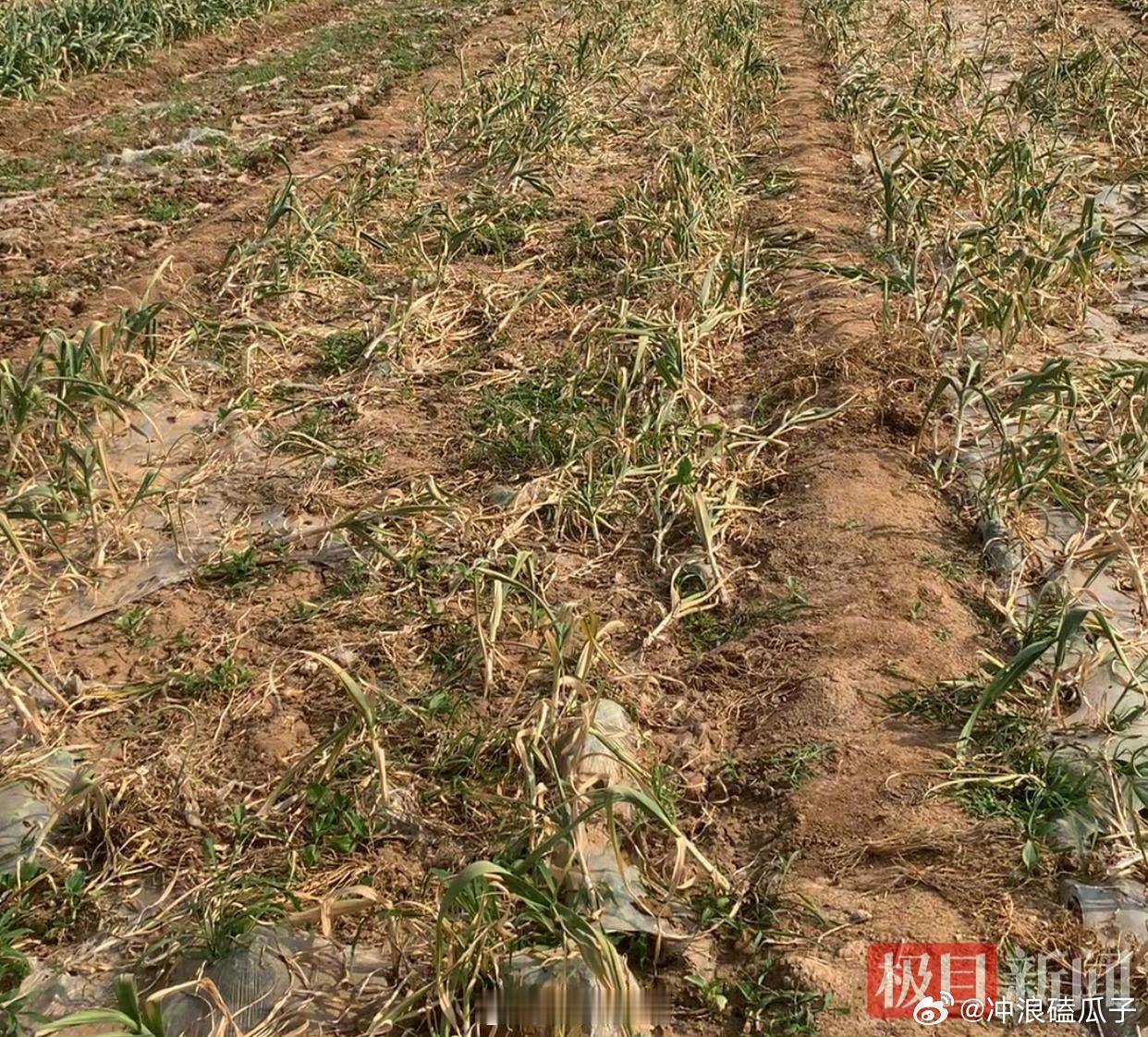 22户蒜农疑遭肥料暗算有地几近绝收持续关注吧 