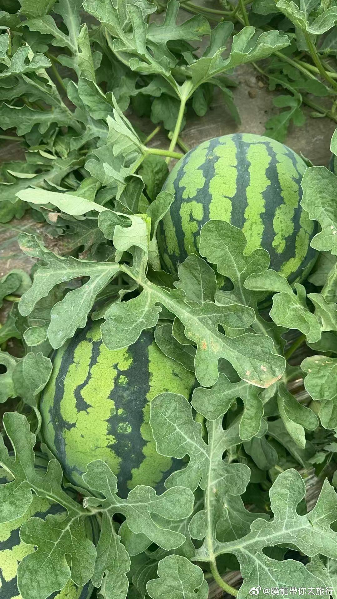 好吃😋多吃一颗🍉晓龙带你看世界自由撰稿人 杨晓龙晓龙带你去旅行 。 