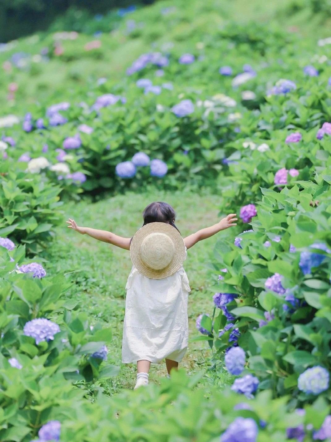 成都周边✅｜开满绣球花的山谷，真的超童话~