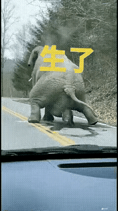 据说大象怀胎要两年，小象🐘生下来就有200斤是不是真的啊？😢