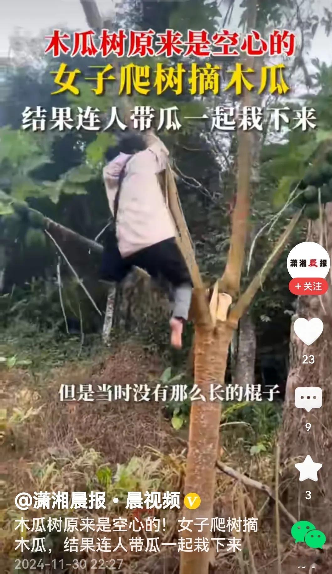 说到爬树，既是力气活，也是技术活，没两把刷子来不了。或许女子有力气没技术，只有一