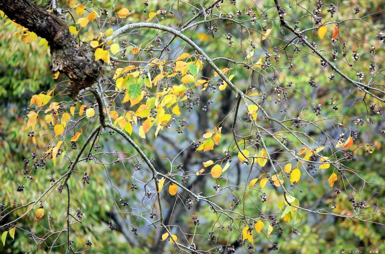 多彩秋叶胜春花。早安 农村的冬天就是闲不住 （坐标：安徽黄山 图文：章威）
