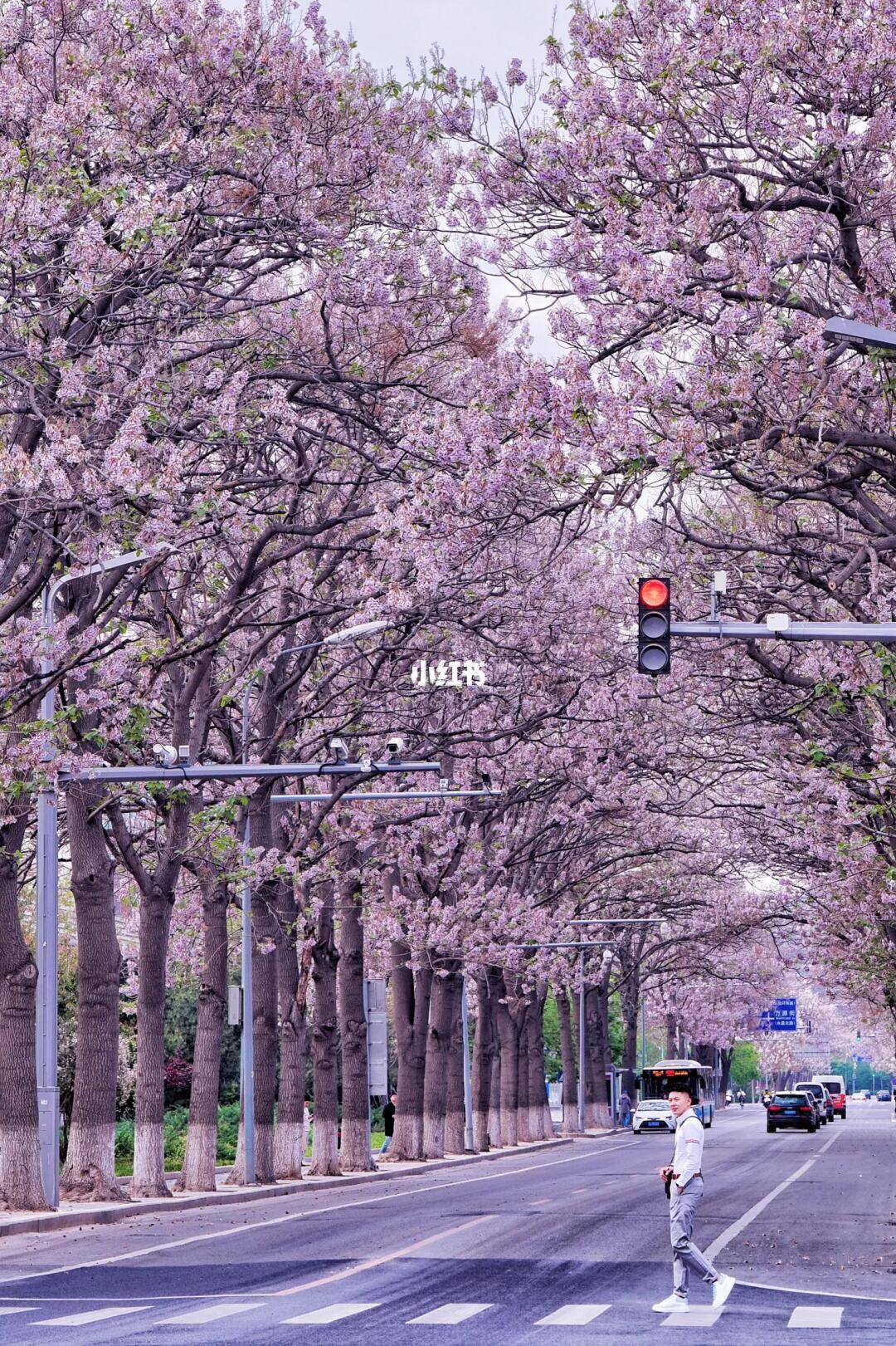4.7播报🌸北京这条泡桐大道美炸了❗️附机位