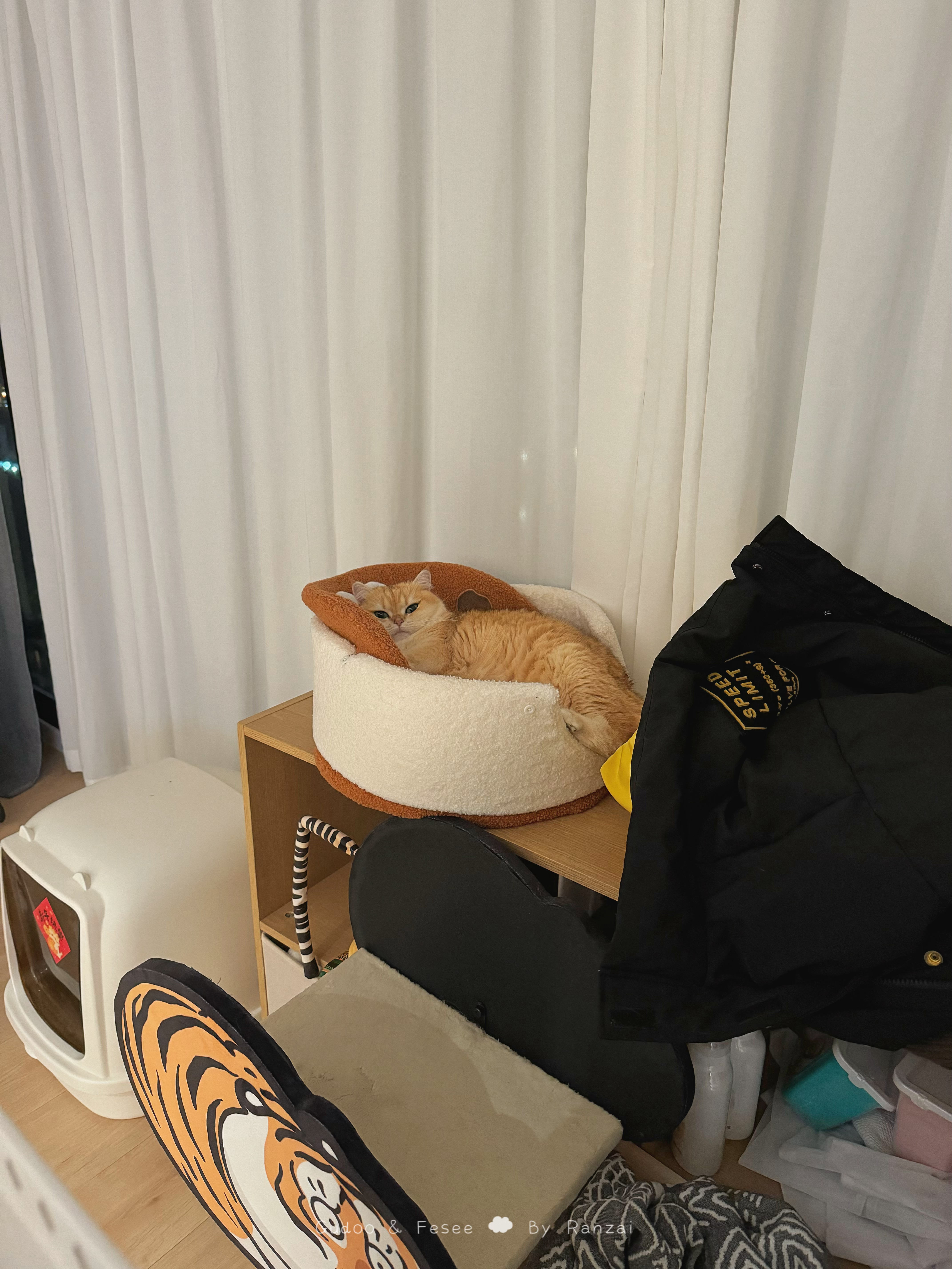 正在洗衣服回头一看，她好像在说“干得不错小然子”#菇冬怎么肥四[超话]##萌宠闹