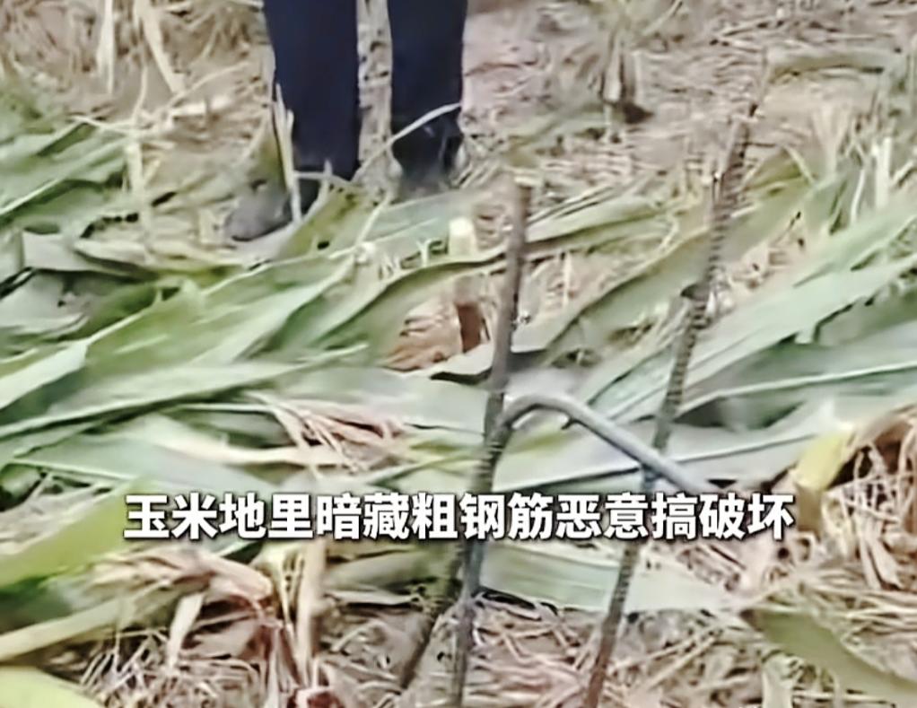 河北邢台宁晋县，男子收割自家玉米地，收割机突然报警，下车检查发现玉米秆上被人刻意