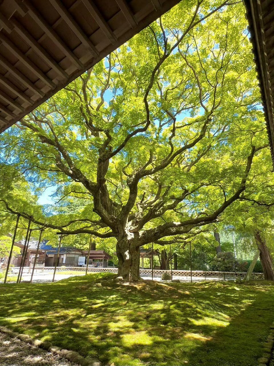 寒冷的冬天看是另一种心境 