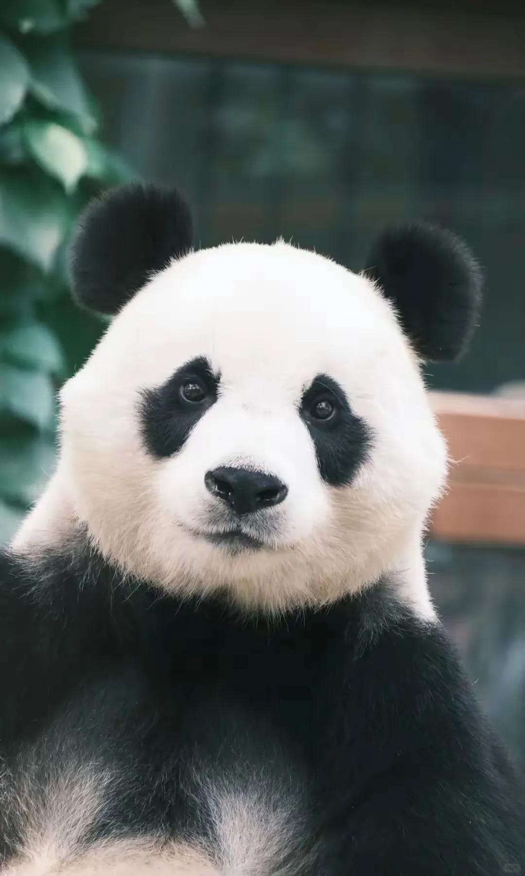 旅比大熊猫“好好”平安回国！因健康问题提前结束旅居
 
喜欢大熊猫的朋友看过来，