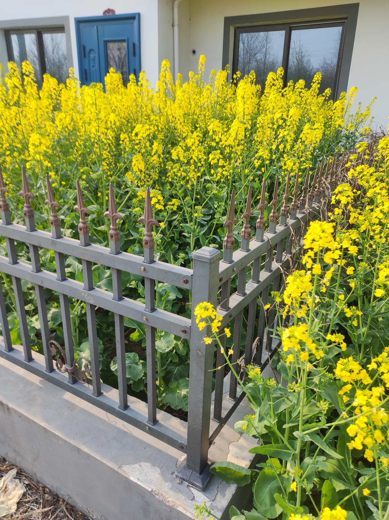 今天早晨打开，就发觉下小雨了！
真是应了那句话：清明前后就下雨！也许是老天也知道