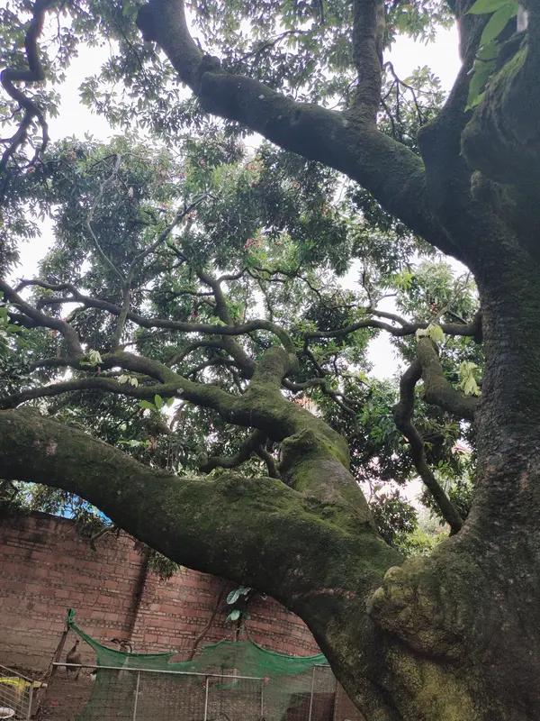 广东茂名这棵1816岁的古荔树可太牛了！一开始果实1元起拍就爆火，现在古树主人称