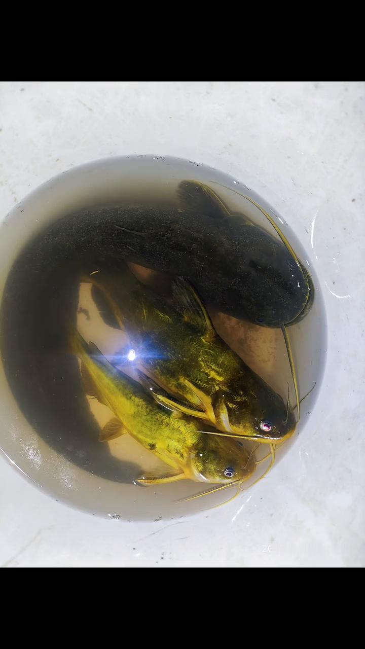 我叫杰瑞米瓦德，垂钓者，生物学家，淡水生物侦探。我穿梭在世界各地，寻找神秘攻击事